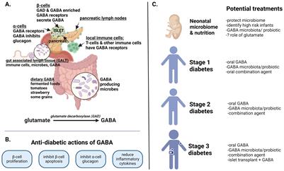 The role of GABA in type 1 diabetes